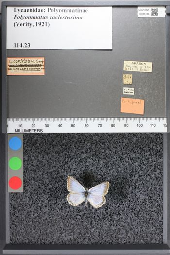 Media type: image;   Entomology 55156